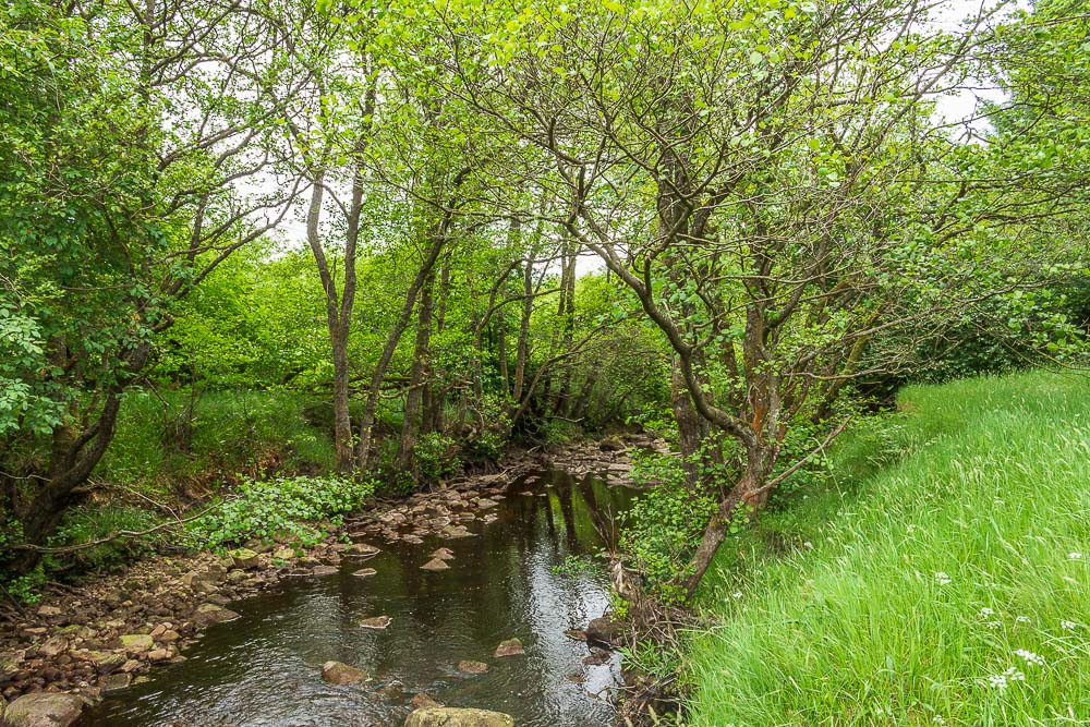 Tarset Burn